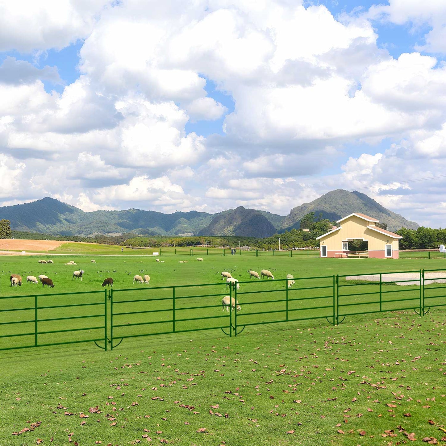 10x5 ft cattle panels used on a farm