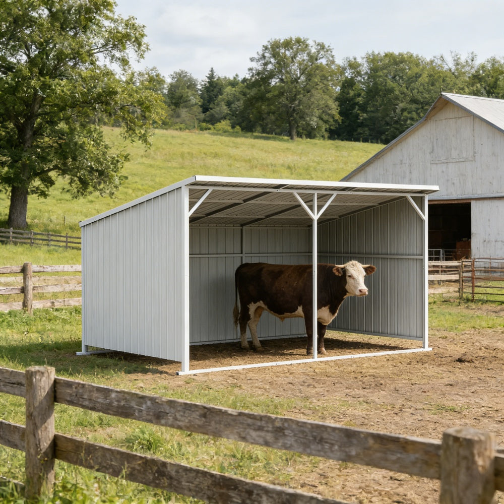 Cow standing inside a metal shelter on a farm with a barn and trees in the background.