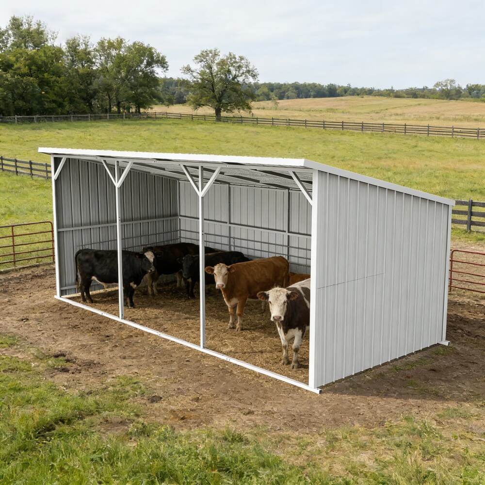 Metal livestock shelter with cows inside on a farm